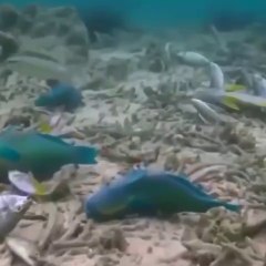 Les efffets de la pêche à la dynamite