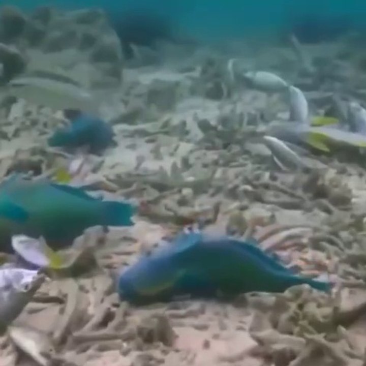 Les efffets de la pêche à la dynamite