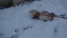 Sly sous la neige