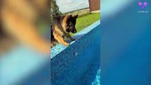 Un hombre y su perro rescatan a un pájaro atrapado en una piscina