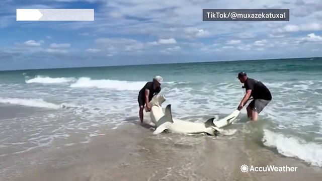 Beachgoers save hammerhead shark on Florida shore
