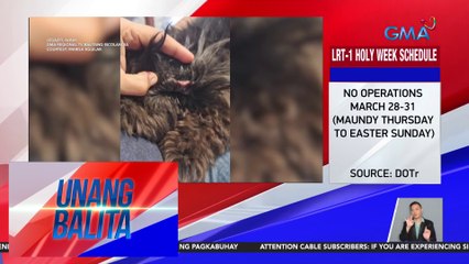 Dalawang aso, pinutulan ng tainga | UB