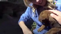 Cachorros huérfanos estaban asustados hasta que fueron rescatados