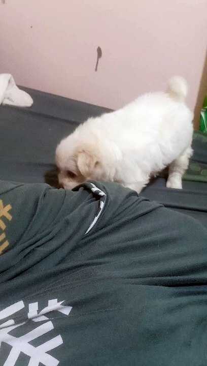 Outlaw pets