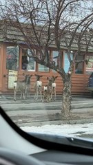 Deer Line Up At Drive-Thru For Tacos