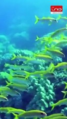 #EnRedUno | ¿Cuáles son los animales que migran y por qué ?