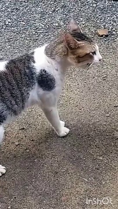 Drôle chat