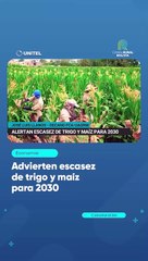 Advierten escasez de trigo y maíz para 2030