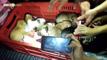 1-11-18 Animales rescatados en castilla ya recibieron atencion veterinaria