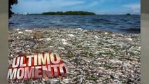 Miles de peces de gran tamaño aparecen muertos en Miami