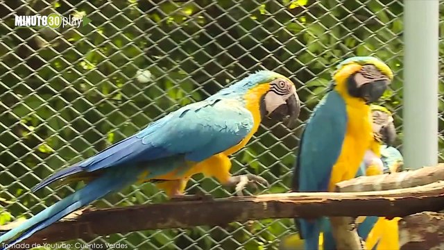 04-09-19 En 3 años 22 mil especies han sido rescatadas del tráfico ilegal en el Valle de Aburrá