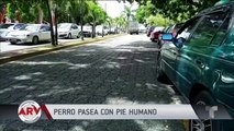 Perro con pie humano en el hocico captado paseando