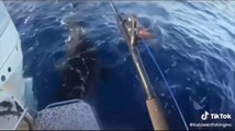 #VIRAL: 2 chicos salvan a una tortuga del ataque de un tiburon