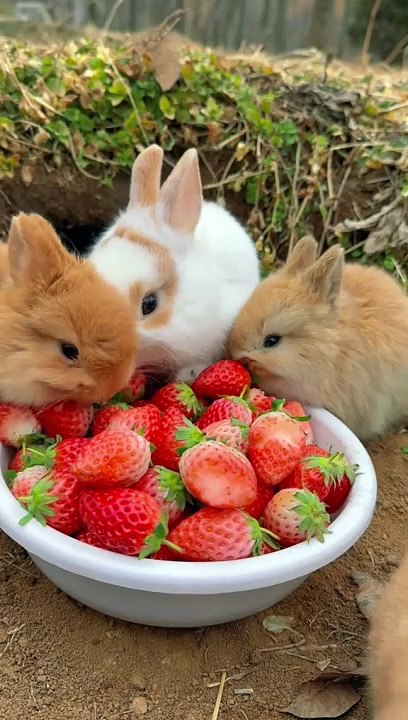 cute rabbot