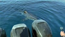 #OMG: Hombre intenta grabar a un tiburon blanco nadando cerca de su bote
