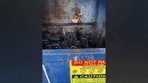 #OMG: Hombre encuentra una gran cantidad de mapaches dentro de un contenedor de basura