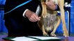 Bolsonaro endurece las penas por maltrato animal; perrito firma la ley