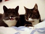 #VIRAL: Dos gatos platicadores