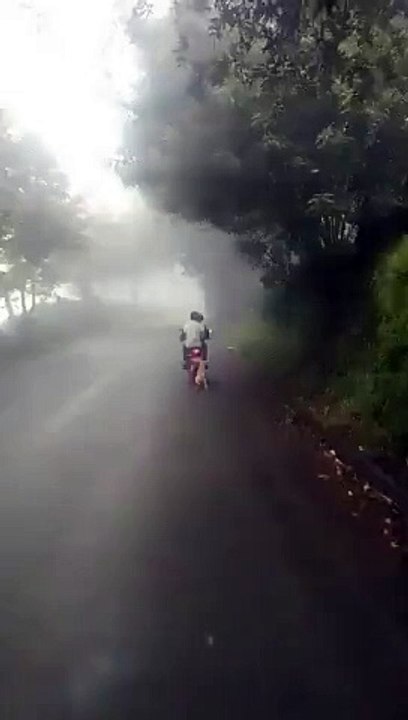 Arrastraron a un perrito en Risaralda