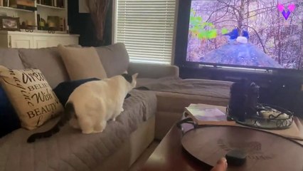 #OMG: Un gato se estrella contra una pantalla de televisión al ver a dos pájaros