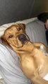 #CUTE: ¡El perro se tumba en la cama como un humano y se niega a moverse!