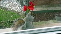 #CUTE: Una ardilla disfruta de su regalo de San Valentin