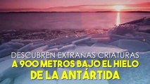 EXTRAÑAS CRIATURAS DESCUBIERTAS a 900 METROS BAJO el HIELO de la ANTÁRTIDA