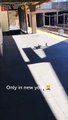 #OMG: Dos palomas empujan a otra paloma y la lanzan frente a un tren en movimiento