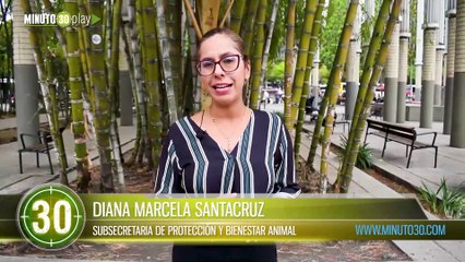 Busca un amigo fiel 62 de 195 gatos con leucemia felina han sido adoptados en el  Centro de Bienestar Animal La Perla