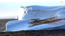 #VIRAL: Cientos de pingüinos descansando en un iceberg