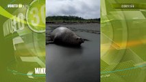 elefante marino en playa de Buenaventura