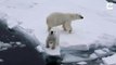 #OMG: Este es el extraño momento en que un cachorro de oso polar ruge junto a su madre