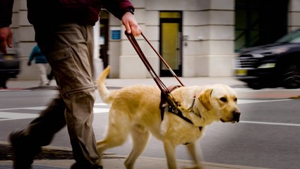 Why Seeing Eye dogs are so expensive to breed and train