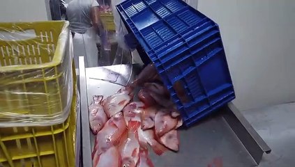 31 03 2021 pescados Excombatientes