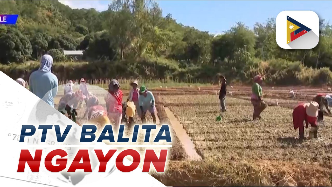 Rice imports ng Pilipinas, inaasahang bababa dahil sa paglakas ng lokal na produksyon ng mga magsasaka