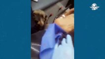 #VIRAL: Perrito persigue ambulancia que llevaba a su dueño tras sufrir accidente; paramédicos lo suben