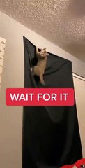 #OMG: El gato se sube a la cortina y la arranca de la pared mientras está colgado de ella.