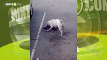 Quién tiene la culpa Denuncian que un perro ha asesinado a varias mascotas en un barrio