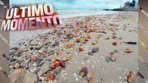 Miles de estrellas y caracoles de mar invaden playa de Chelem Yucatán, México por intenso frio