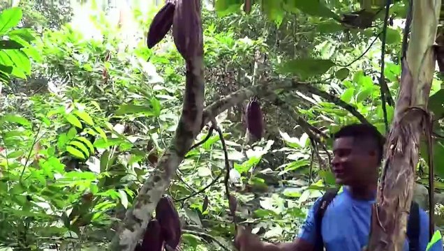 El cacao frena la deforestación e impulsa los bonos de carbono en Colombia