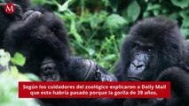 Gorila le presenta su cría a una madre humana con su bebé