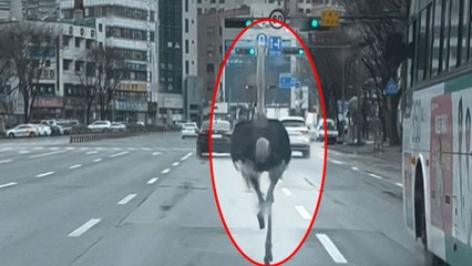 성남 도심에 타조 출몰...1시간 만에 포획 완료 / YTN