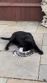 #CUTE: Lindo cachorro divirtiéndose con su plato de comida