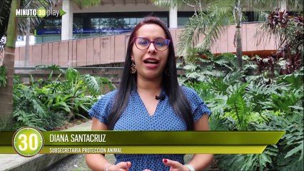 Medellín es reconocida a nivel nacional como ciudad pionera en bienestar animal