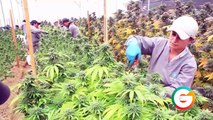 Cártel de Sinaloa va por mercado legal de marihuana