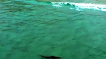 #OMG: Un tiburón asesino nada cerca de los surfistas en Byron Bay