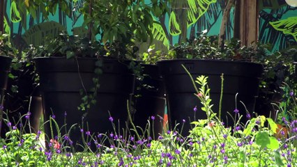 03-10-17-proyecto-de-ley-pretende-obligar-constructores-vias-conservar-corredores-ecologicos-pais