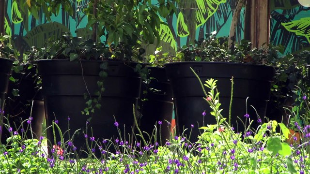 03-10-17-proyecto-de-ley-pretende-obligar-constructores-vias-conservar-corredores-ecologicos-pais