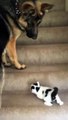 #CUTE: Perro ayuda a un gatito a subir las escaleras