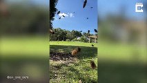 #OMG: Apicultor instala una cámara de colmena para grabar a las abejas en acción